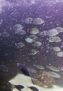 aquarium bulle