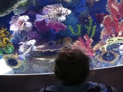 aquarium