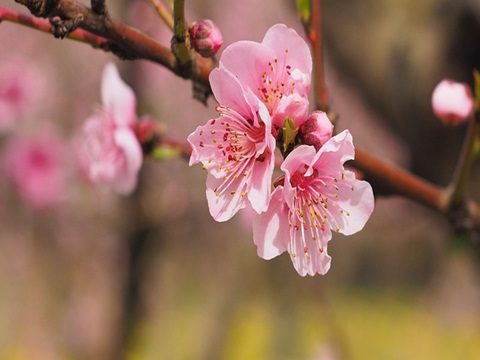 cherry blossom 2024