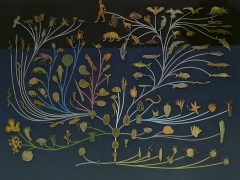 musée Histoire Naturelle