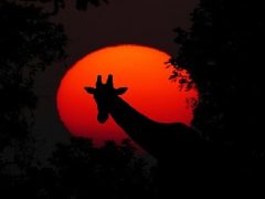 nuit zoo